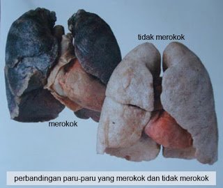 paruparu-oran-yang-merokok